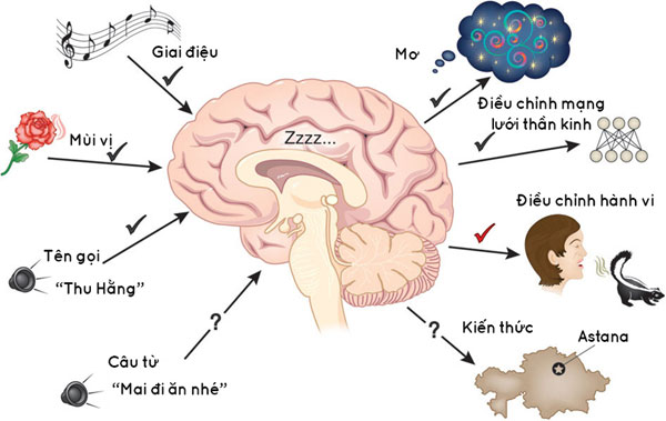 Picture 4 of Why do we need to sleep?