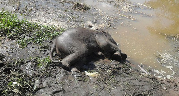 Why do we never see an elephant's body in the forest? images 1