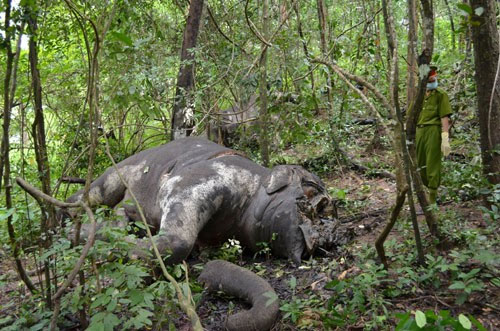 Why do we never see an elephant's body in the forest? images 2