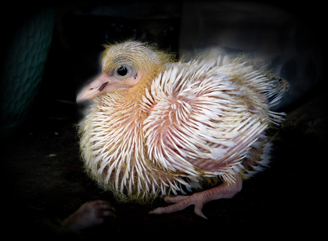 Picture 2 of Why do we never see baby pigeons?