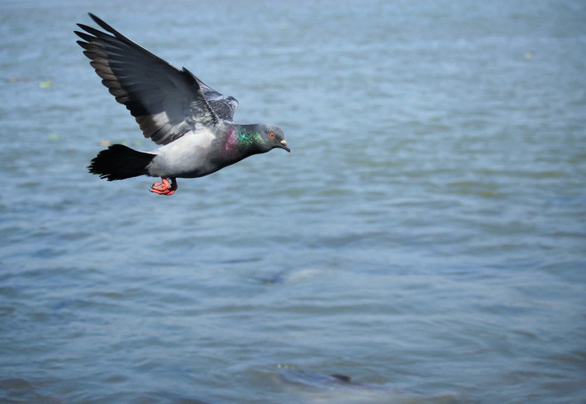 Picture 4 of Why do we never see baby pigeons?