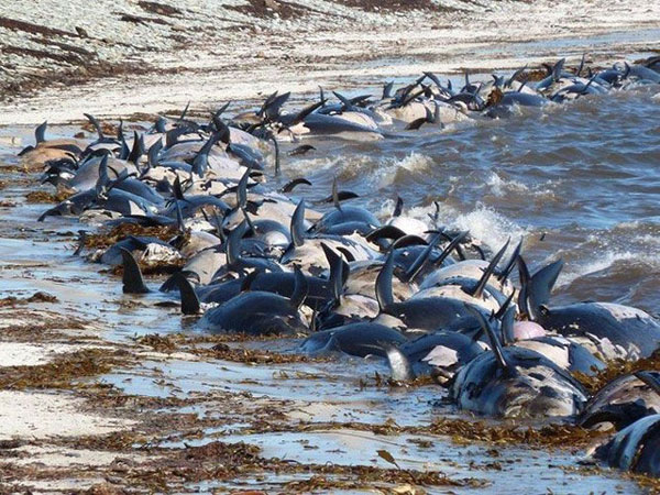 Picture 1 of Why do whales 'commit suicide' series?