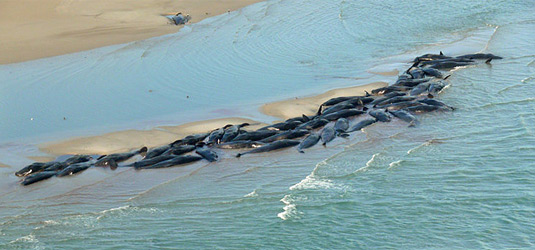 Picture 2 of Why do whales 'commit suicide' series?