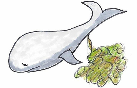Picture 4 of Why do whales' eat full, don't worry about starving?