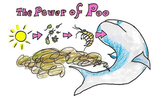 Picture 5 of Why do whales' eat full, don't worry about starving?