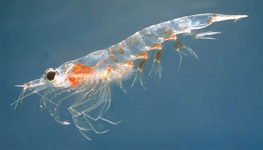 Picture 6 of Why do whales' eat full, don't worry about starving?