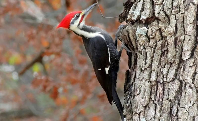 Picture 1 of Why do woodpeckers type forever but not ... headache?