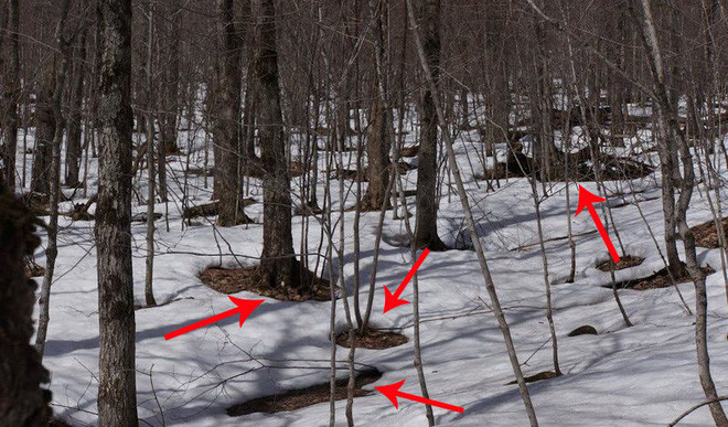 Picture 1 of Why does a tree have a hole, even if it is not made by humans?
