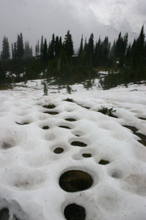 Picture 2 of Why does a tree have a hole, even if it is not made by humans?