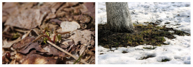 Picture 3 of Why does a tree have a hole, even if it is not made by humans?