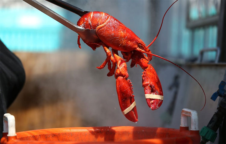 Picture 3 of Why does American lobster become one of the most luxurious dishes in the world?