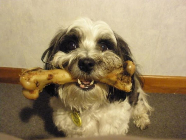 Picture 1 of Why does dog like gnawing the bone?
