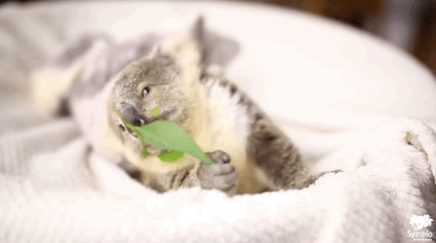Picture 1 of Why does Koala bear not always drink water but now they often do?