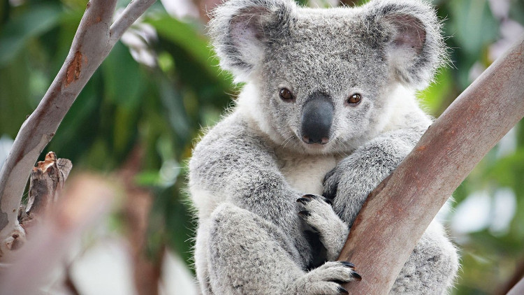 Picture 2 of Why does Koala bear not always drink water but now they often do?