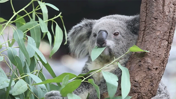 Picture 3 of Why does Koala bear not always drink water but now they often do?