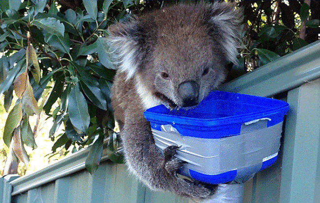 Picture 4 of Why does Koala bear not always drink water but now they often do?