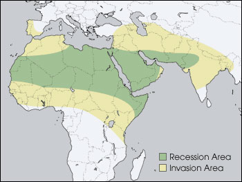 Picture 3 of Why does modern science and technology still not control locusts?