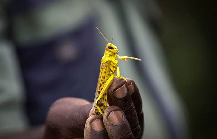 Picture 4 of Why does modern science and technology still not control locusts?