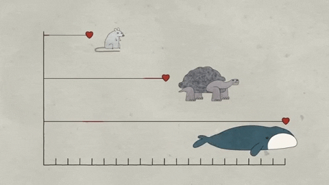 Picture 4 of Why does one species live longer than another?