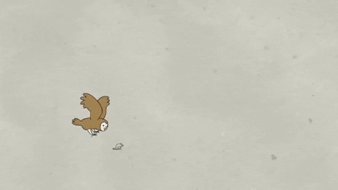 Picture 5 of Why does one species live longer than another?