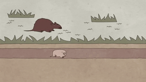 Picture 6 of Why does one species live longer than another?