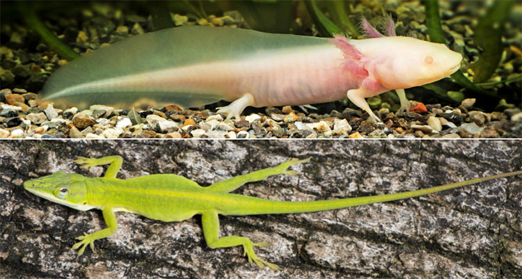 Picture 1 of Why does salamander grow back almost completely but lizards do not?