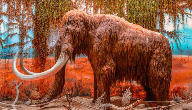 Picture 3 of Why does science have to spend tens of years just to revive mammoths?