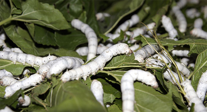 Picture 1 of Why does silkworm like mulberry leaves the most?
