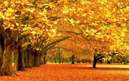 Picture 3 of Why does the autumn leaves change color?