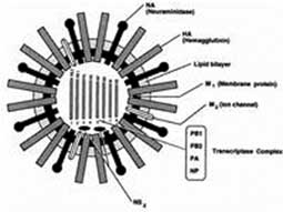 Picture 1 of Why does the flu virus proliferate in winter?
