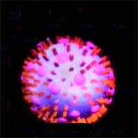 Picture 1 of Why does the H5N1 virus quickly kill young, healthy people?