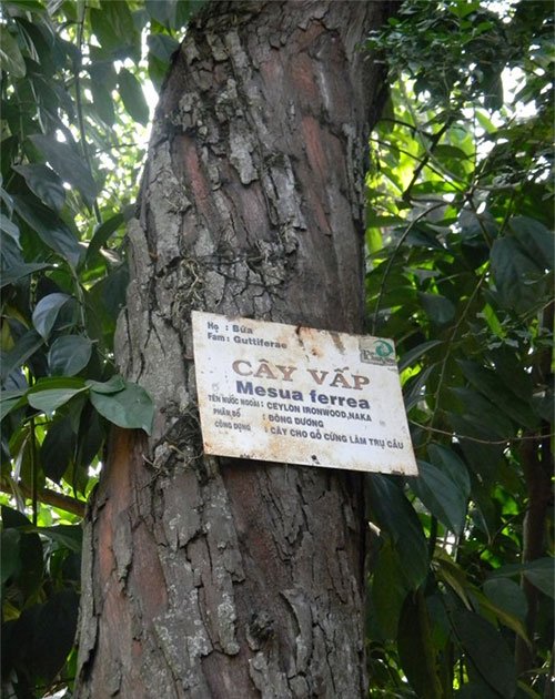 Picture 1 of Why does the park name tag often have Latin notes?