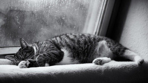 Why does the rain make us sleepy? images 2