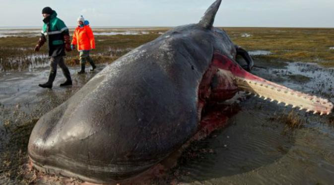 Picture 3 of Why does the whale's body explode?