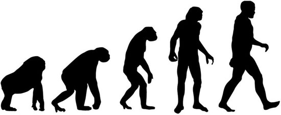 Why don't all primates evolve into humans?