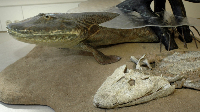 Picture 2 of Why don't fish have neck?