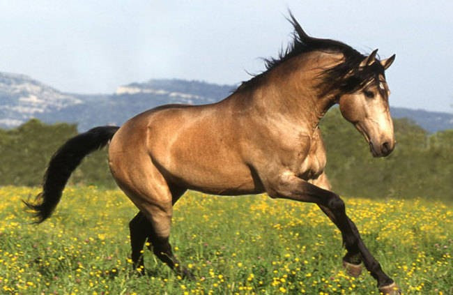 Picture 1 of Why don't humans have tails?