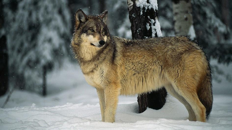 Picture 2 of Why don't humans tame wolves?