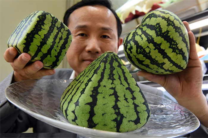 Picture 2 of Why don't we see square vegetables?