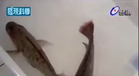 Picture 2 of Why fish can 'revive' after freezing at - 32 degrees Celsius