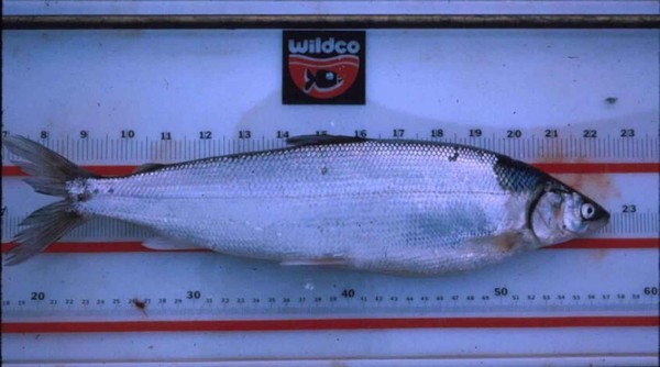 Picture 3 of Why fish can 'revive' after freezing at - 32 degrees Celsius