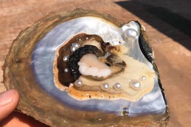 Picture 1 of Why in oysters and shellfish have pearls?