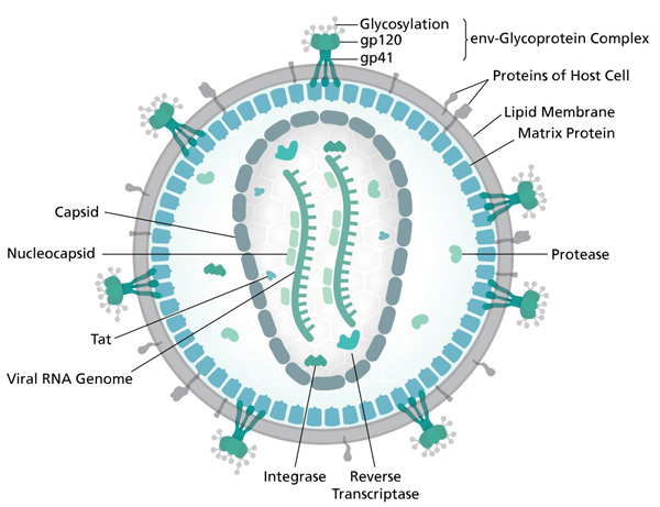 Picture 3 of Why is 3BNC117 antibody a new hope for HIV treatment?