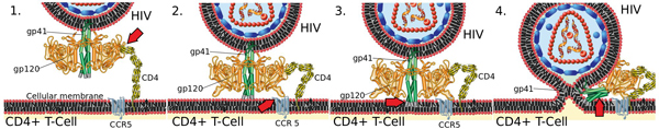 Picture 4 of Why is 3BNC117 antibody a new hope for HIV treatment?
