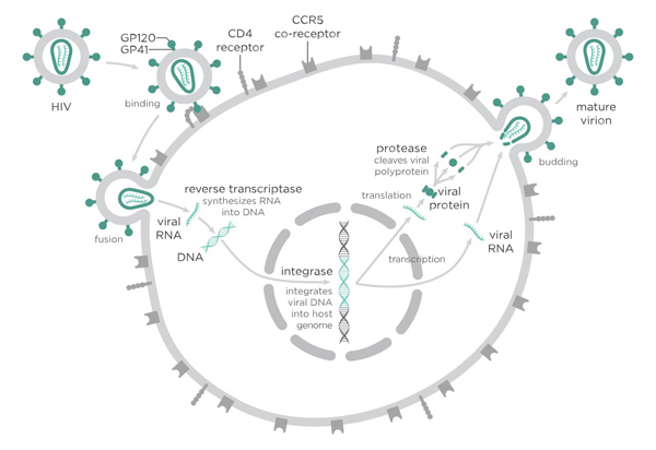 Picture 5 of Why is 3BNC117 antibody a new hope for HIV treatment?