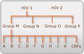 Picture 7 of Why is 3BNC117 antibody a new hope for HIV treatment?