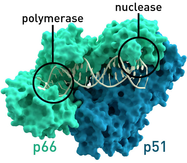 Picture 8 of Why is 3BNC117 antibody a new hope for HIV treatment?