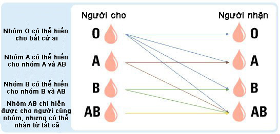Why is AB one of the rarest blood groups in the world? images 2