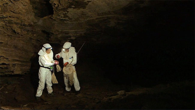 Picture 3 of Why is bat the culprit of many global pandemics?
