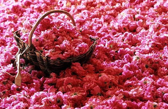Picture 3 of Why is Chanel No.5 a perfume legend nearly 100 years old?